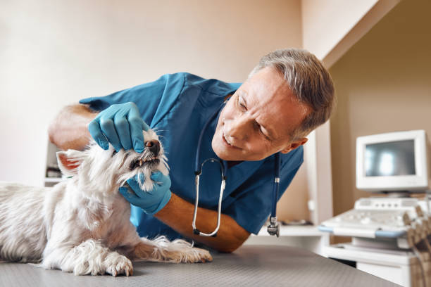 Best 24-Hour Emergency Dentist in Key Vista, FL